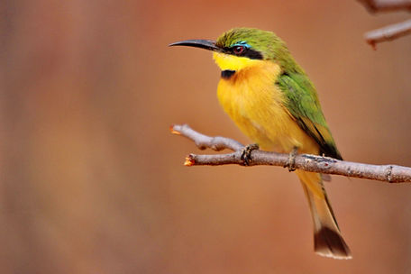 1316cr little bee-eater.JPG
