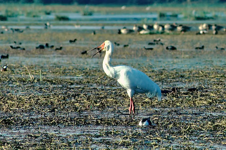 1842 crane, siberian keoladeo 3.jpg
