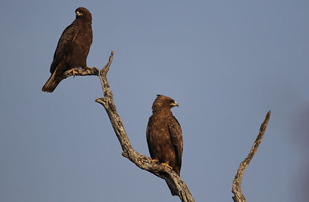 1115 750A4516c wahlberg's eagle.JPG