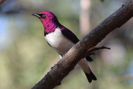 4400 starling, violet-backed lipadi.jpg