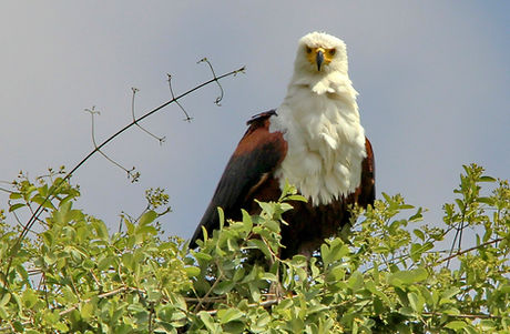 1104 african fish eagle.JPG