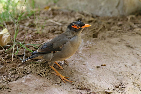 3411 starling, common mynah keoladeo r.JPG