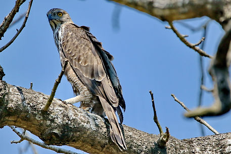 2040 eagle, mountain hawk bardia r.JPG