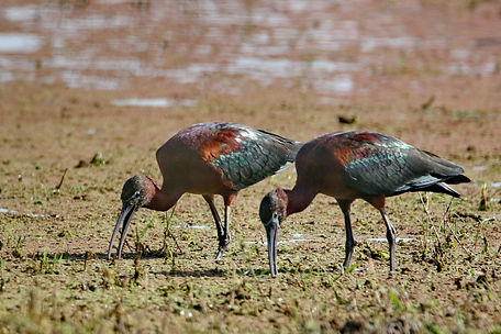 1270 ibis, glossy keoladeo r.JPG