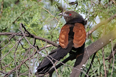 2290 coucal, southern keoladeo.JPG