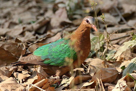 2180 pigeon, dove, emerald bardia r.jpg