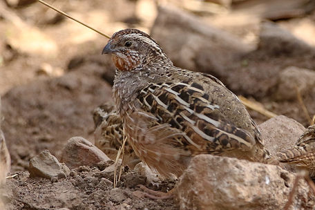 1720 quail, rock bush ranthambore.JPG