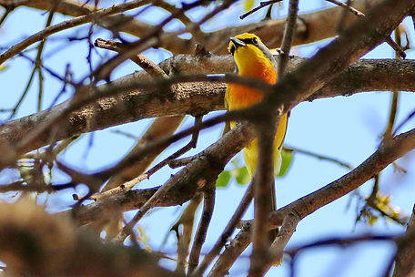 1547 750A5341c orange-breasted bush-shrike.JPG