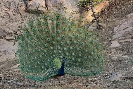 1714 peacock ranthambore 4r.JPG