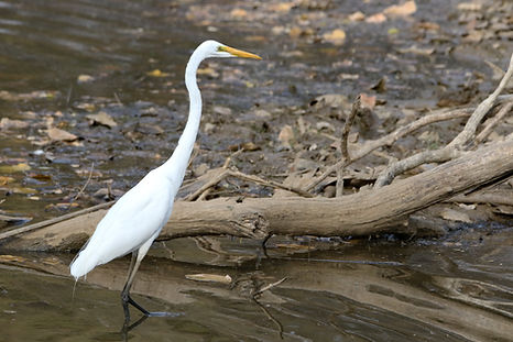 1050 heron, great egret ranthambore r.JPG