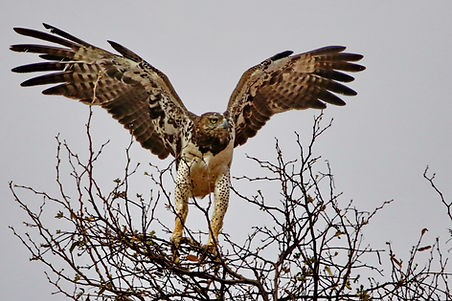 1114 750A5731c martial eagle.JPG