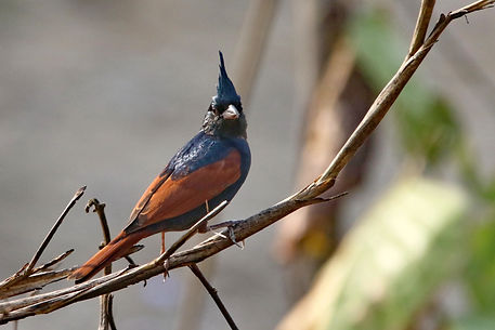 3990 bunting, crested bardia.jpg