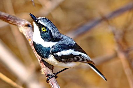 1483cr chinspot batis.jpg