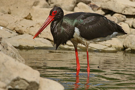 1151 stork, black ranthambore 2r.JPG