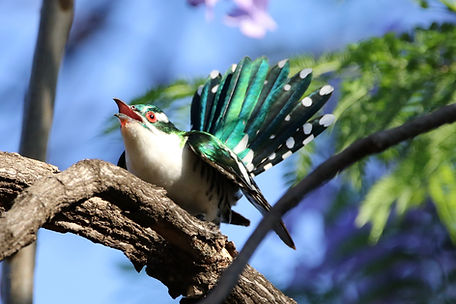 2810 cuckoo, diderik lipadi.JPG
