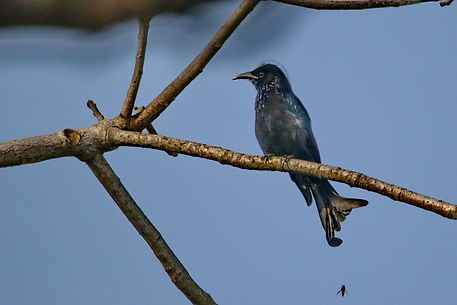 2730 drongo, spangled bardia.JPG