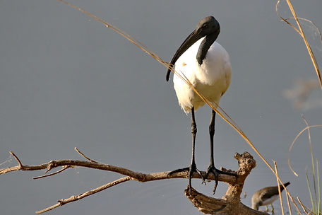 1261 ibis, black-headed ranthambore r.JPG
