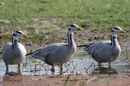 1300 goose, bar-headed keoladeo 1.JPG