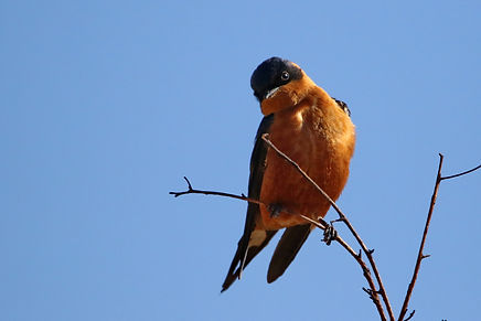 3010 swallow, red chested pilanesberg.JP