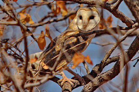 1268 IMG_1395c western barn owl.jpg