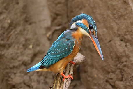 2433 kingfisher, common ranthambore 2 r.JPG