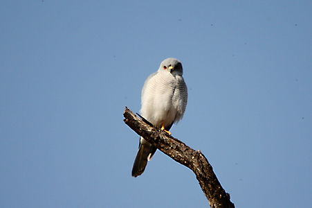 2570 hawk, shikra lipadi.jpg
