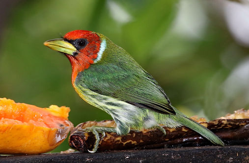 1015 750A4397cr red-headed barbet.JPG