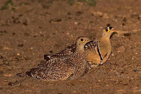1222 750A4287c double-banded sandgrouse.JPG