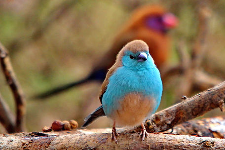 1686c waxbill, blue lipadi.JPG