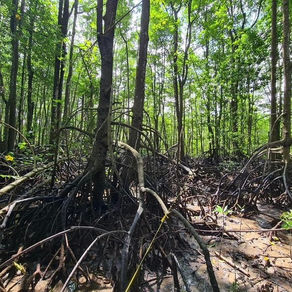 Deforestation for commodities, climate change threaten mangroves in South-east Asia
