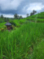 Les rizières de Jatiluwih en saison humide