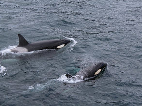 Two orcas swimming in the ocean