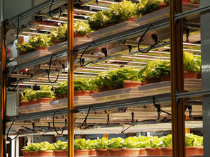 Several racks vertically stacked growing lettuces