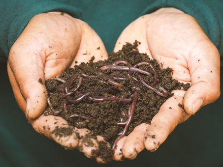 a handful of compost with worms in it