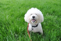 Toby