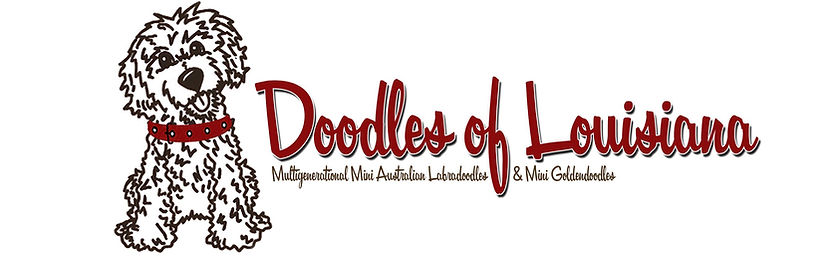 Mini Australian Labradoodle