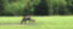 IMG-1115.JPG