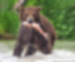 Big Griz with Salmon