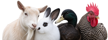 435D696A-6588-4056-B4F1-158AA04063B7_edited.png