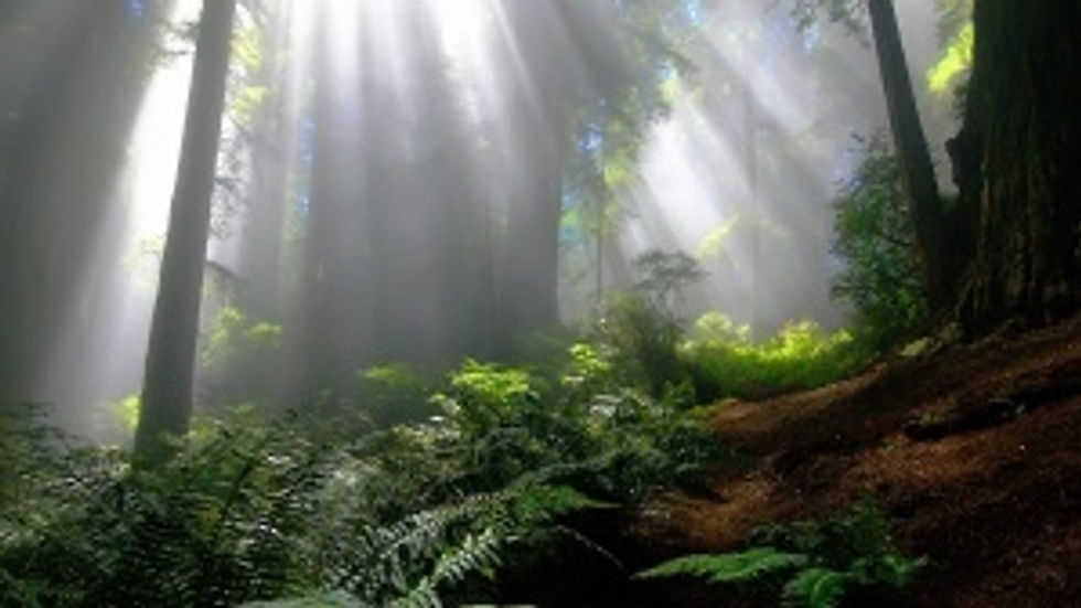 forest-most-bautiful-wallpaper