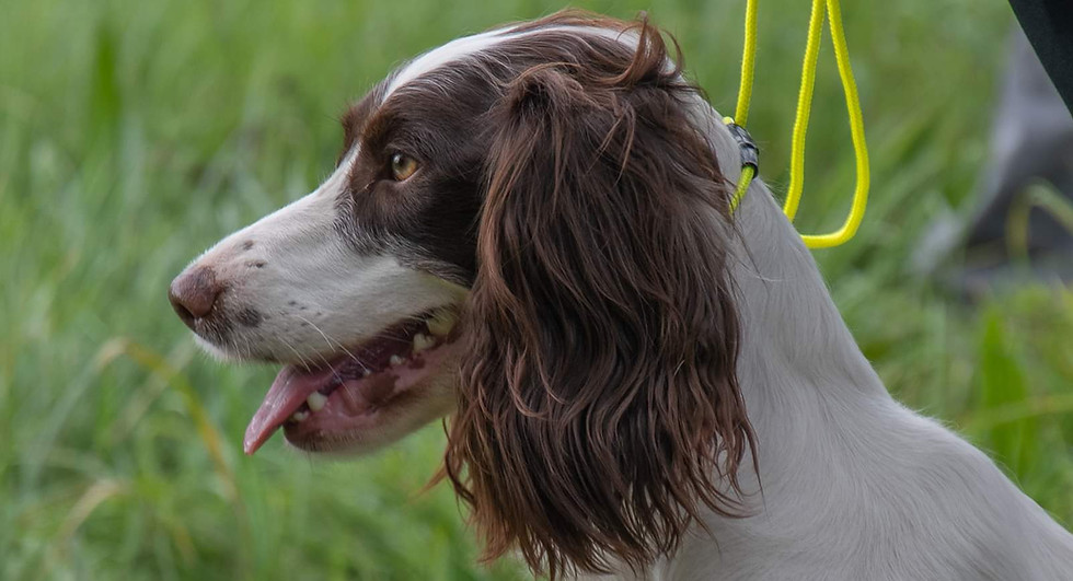 Adolescent Dog Training