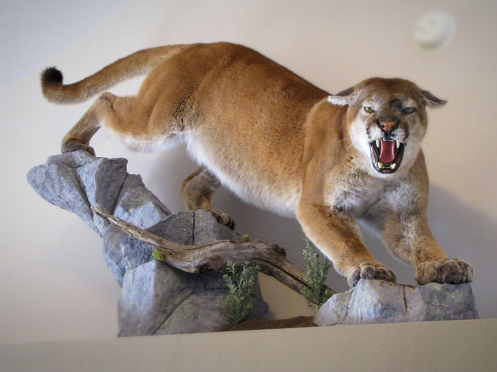 Mountain Lion