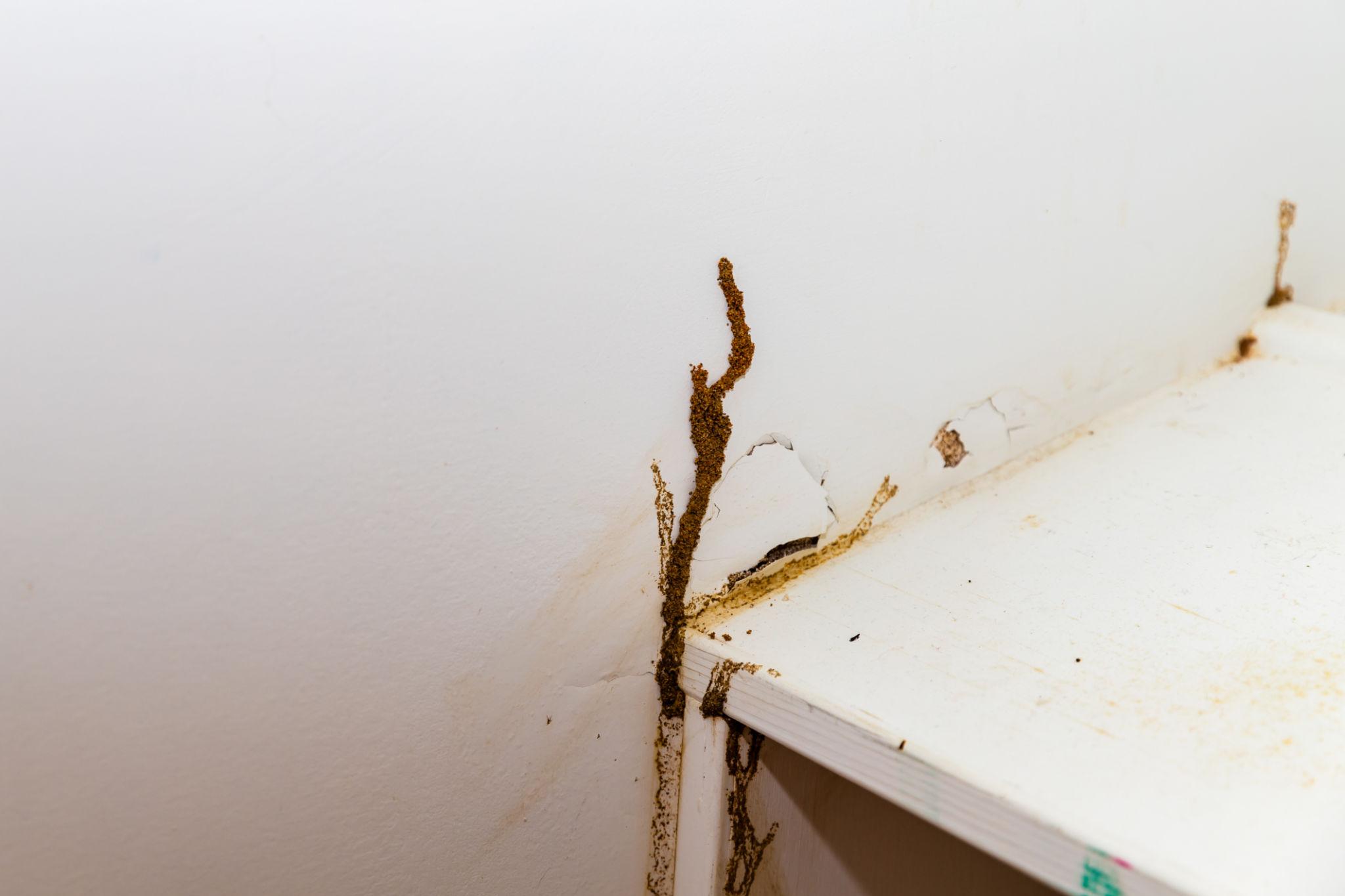 Termite Treatment