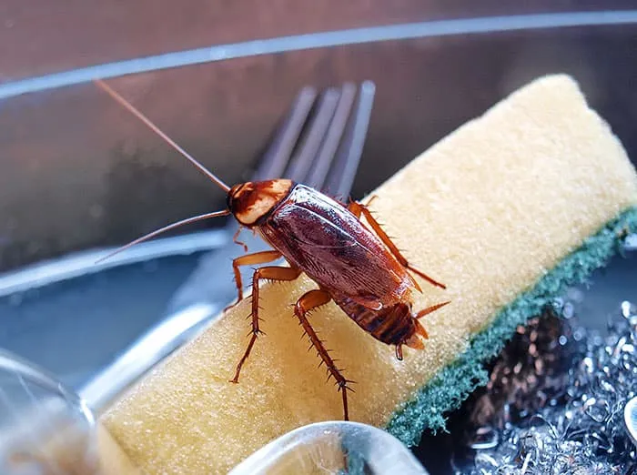Cockroach in Kitchen