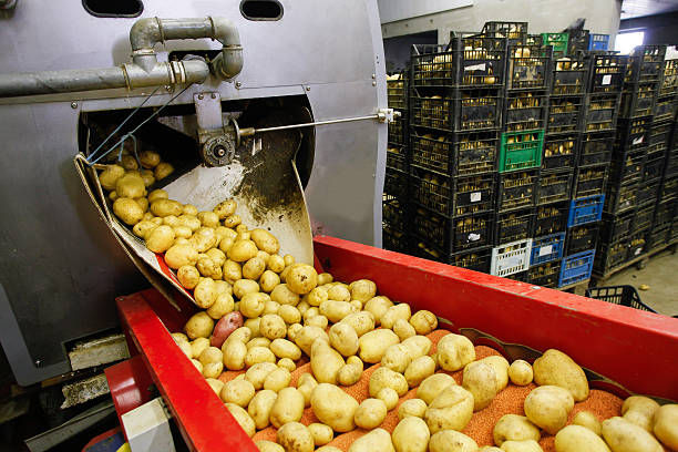 How to Optimize Potato Processing for Maximum Output