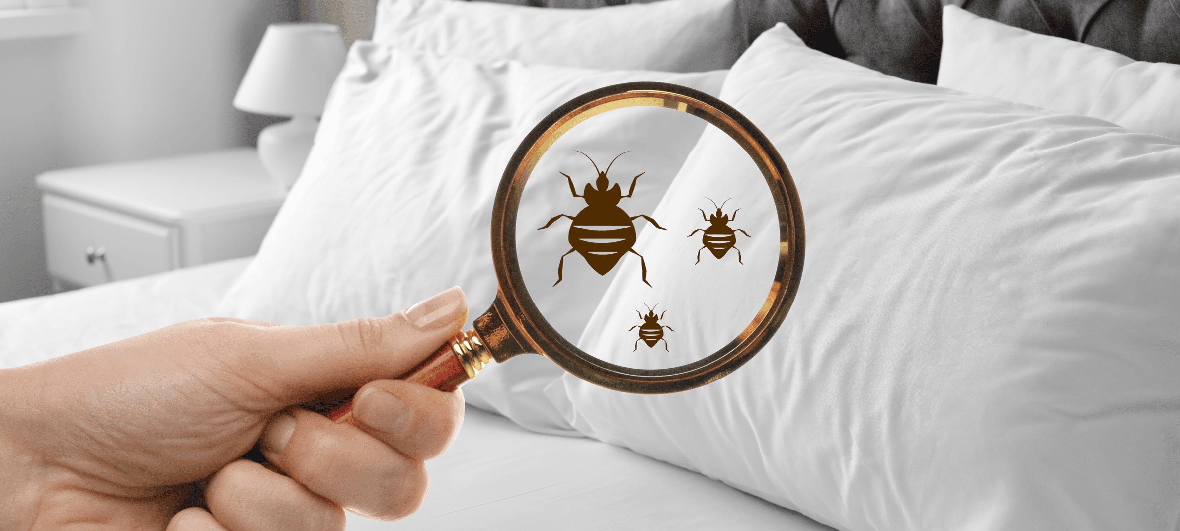 Bed Bug Treatment