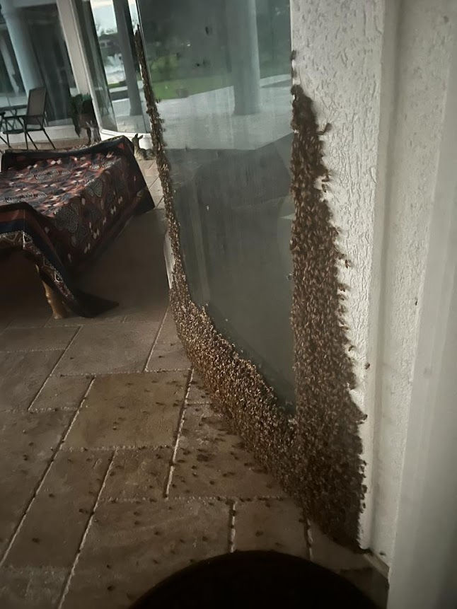 A dense swarm of bees clustering around the corner of a window, creating a striking contrast against the building's exterior.