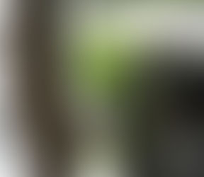 911 Honey Bee Removal Mike Sexton "Da Beeman"