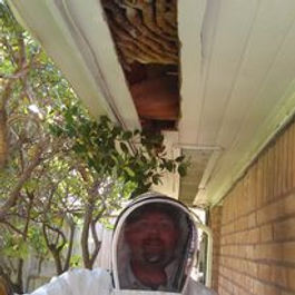 Free Bee Removal Estimate Houston Texas