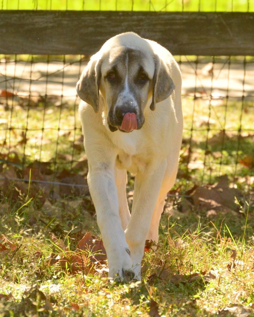 boz shepherd breeders